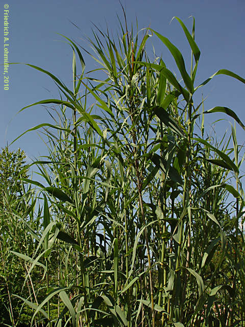 Arundo dorax