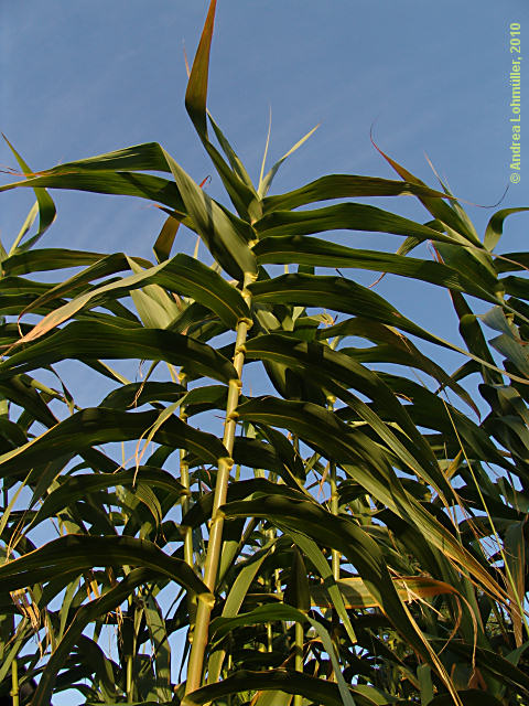 Arundo dorax