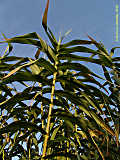 Arundo dorax