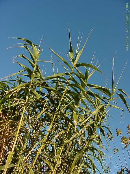 Arundo dorax