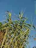 Arundo dorax