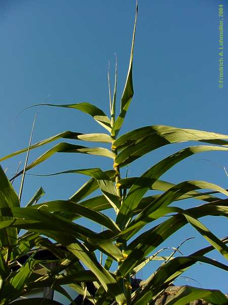 Arundo dorax