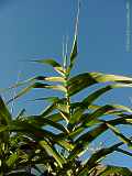 Arundo dorax