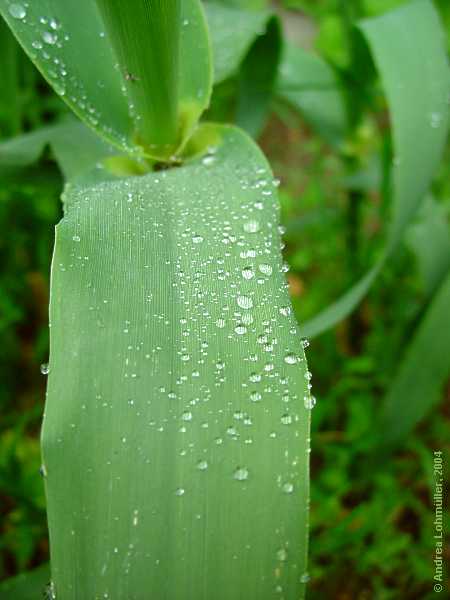 Arundo dorax