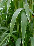 Arundo dorax