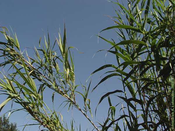 Arundo dorax
