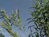 Arundo dorax