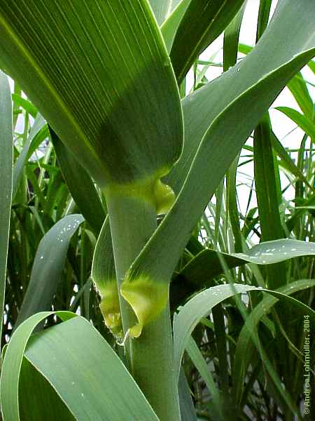 Arundo dorax