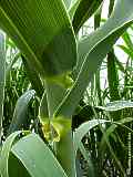 Arundo dorax