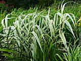 Arundo dorax