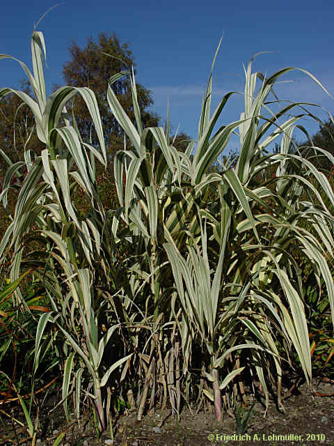 Arundo dorax