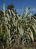 Arundo dorax