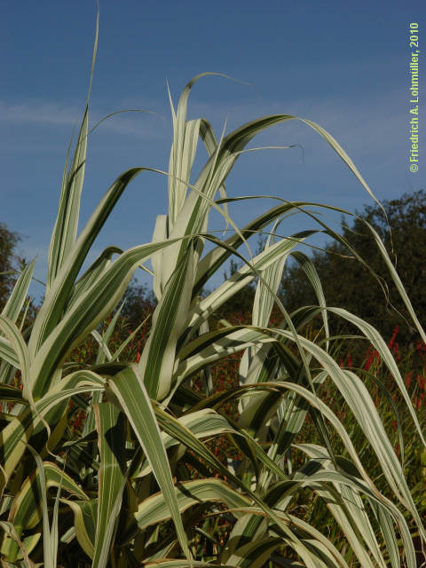 Arundo dorax