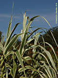 Arundo dorax