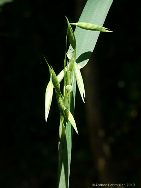 Avena sativa