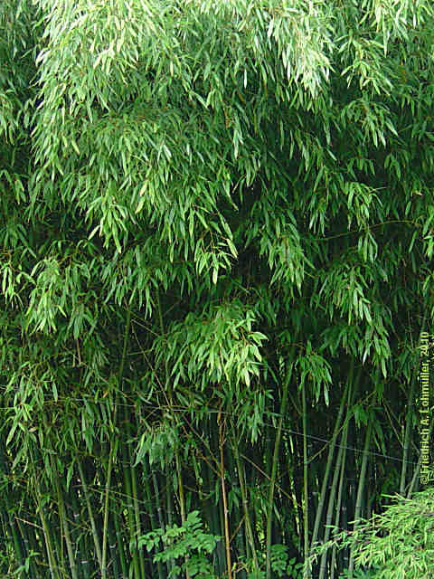 Bambusa vulgaris