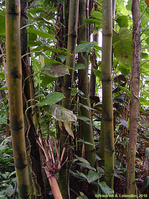 Bambusa vulgaris