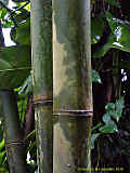 Bambusa vulgaris