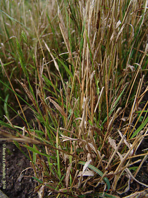 Brachypodium distachyum
