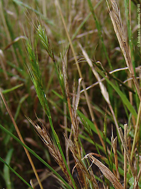 Brachypodium distachyum