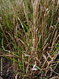 Brachypodium distachyum