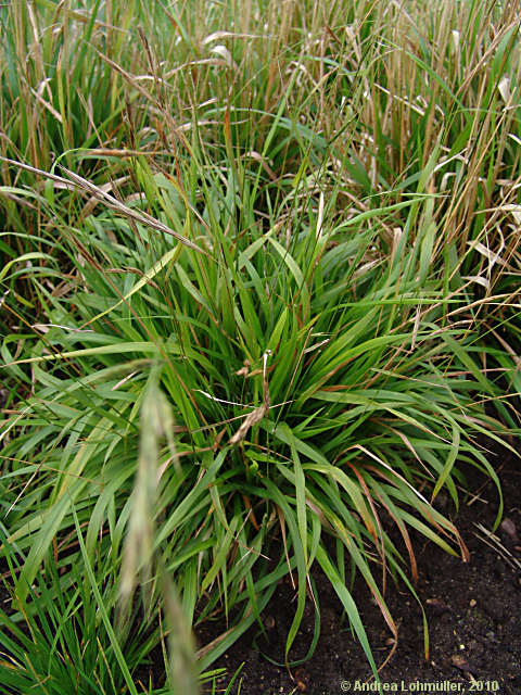 Brachypodium sylvaticum