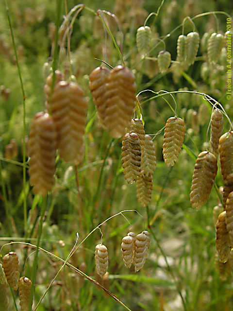 Briza maxima