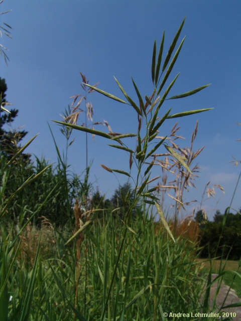 Bromus inermis