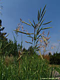 Bromus