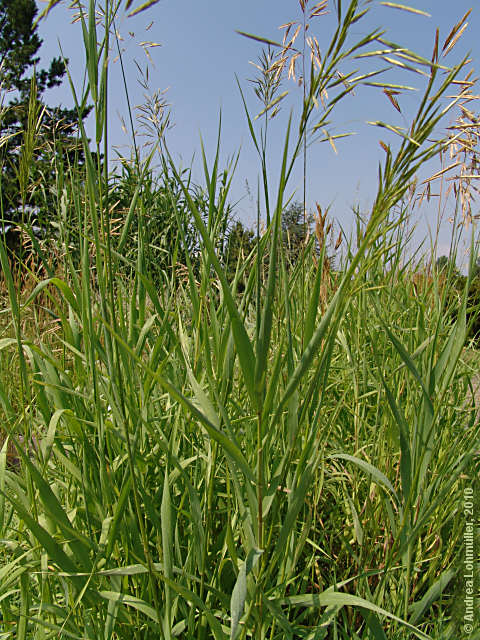 Bromus inermis