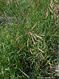 Bromus inermis