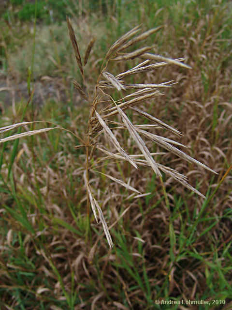 Bromus inermis