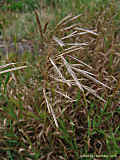 Bromus inermis