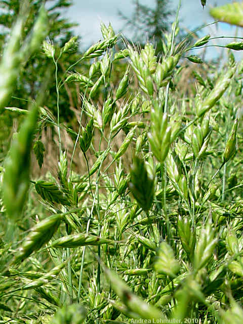 Bromus secalinus