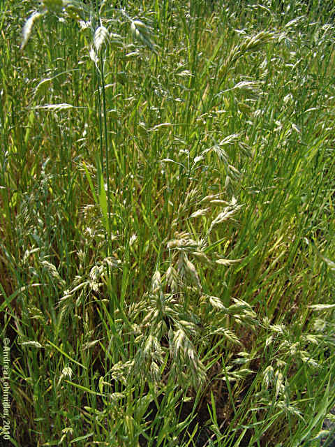 Bromus secalinus