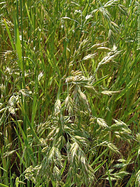 Bromus secalinus