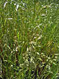 Bromus secalinus