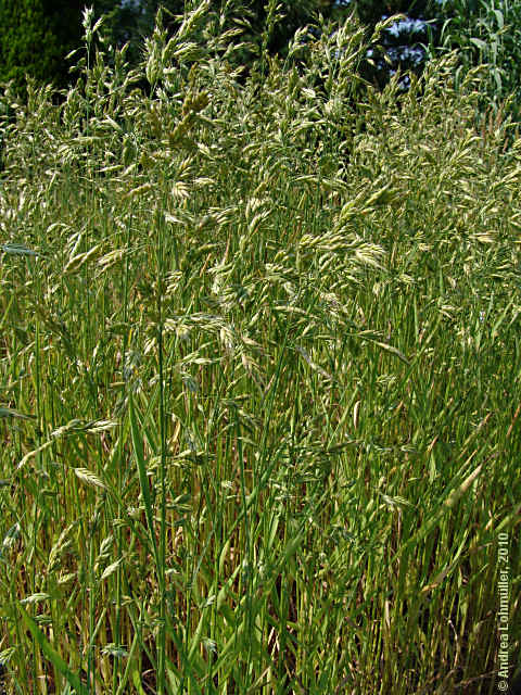 Bromus secalinus