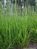 Calamagrostis arundinaceae