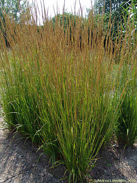 Calamagrostis arundinaceae