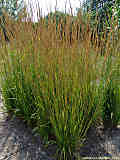 Calamagrostis arundinaceae