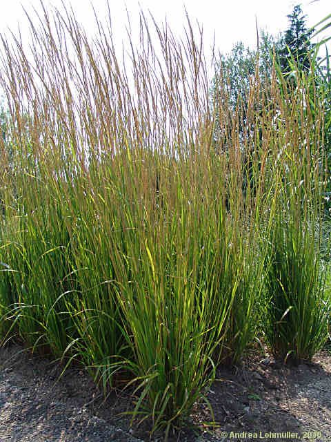 Calamagrostis arundinaceae