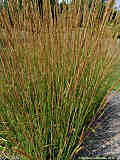 Calamagrostis arundinaceae