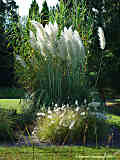 Cortaderia selloana