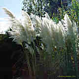 Cortaderia selloana