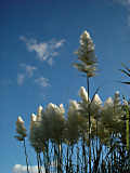 Poales - Poaceae - Gramineae