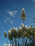 Cortaderia selloana