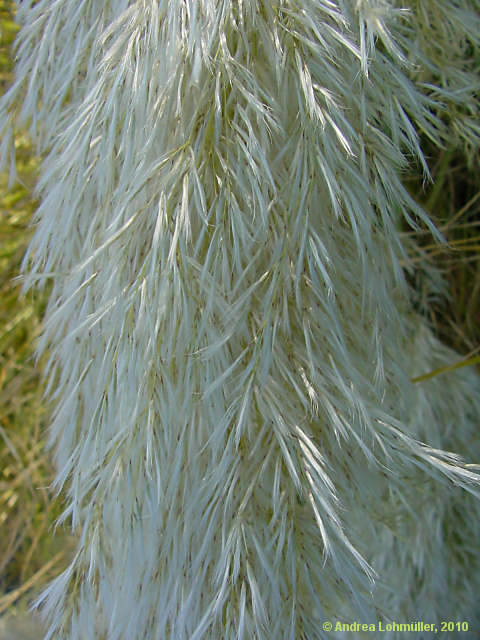 Cortaderia selloana