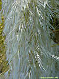 Cortaderia selloana