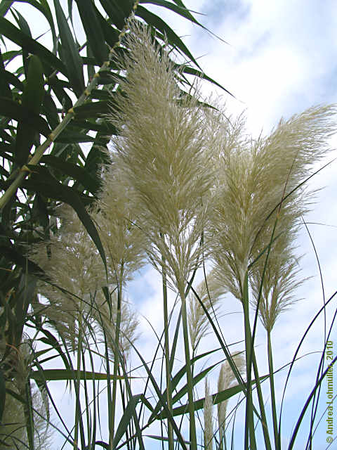 Cortaderia selloana